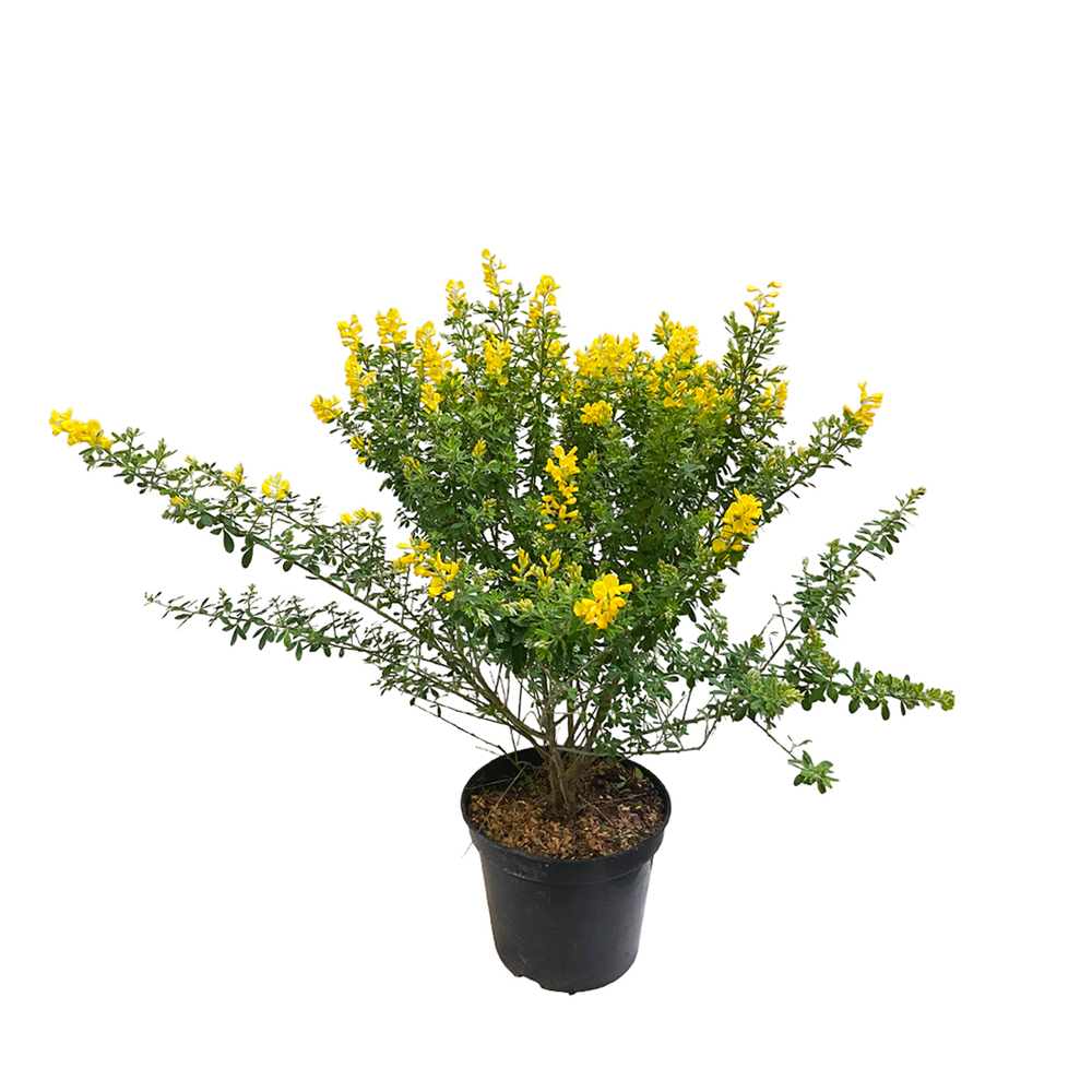 Genista ' Porlock ' : pot 7.5L