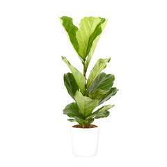 Ficus Lyrata - Cache-pot Blanc : D.21 H.85