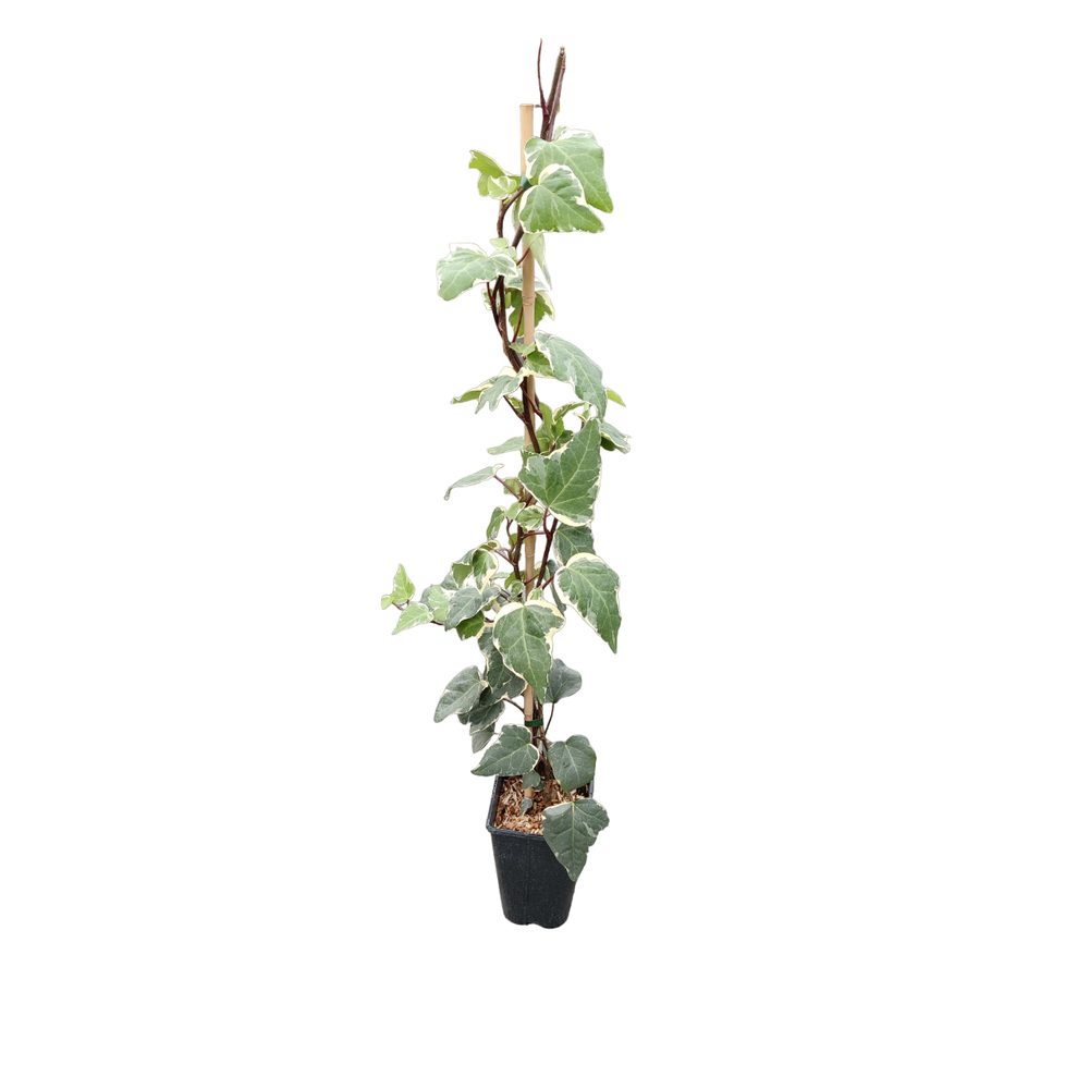 Lierre - Hedera Gloire de Marengo - pot 3L
