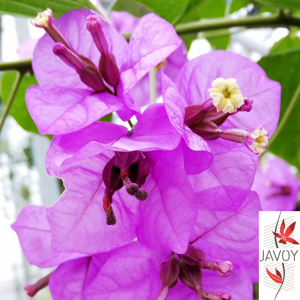 BOUGAIN.VIOLET DE MEZE C 3L-(803185)