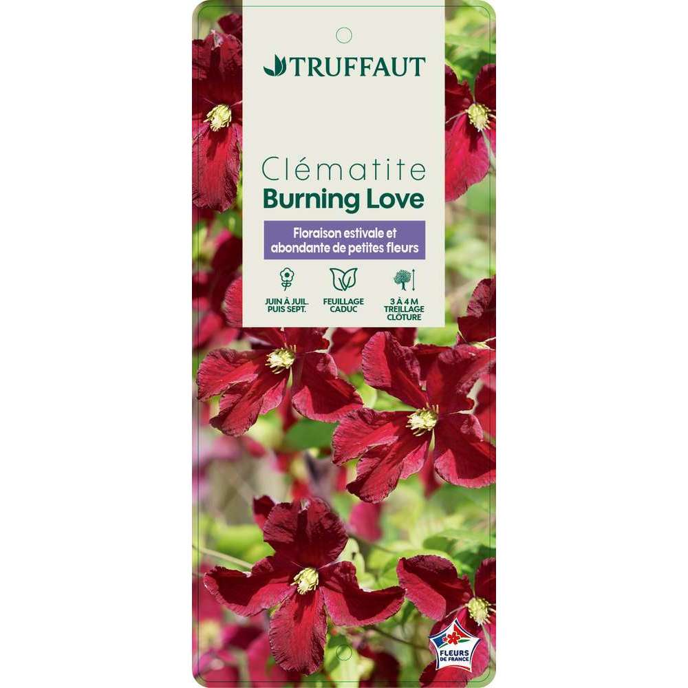 CLEMATIS BURNING LOVE C3L MDD-(803189)