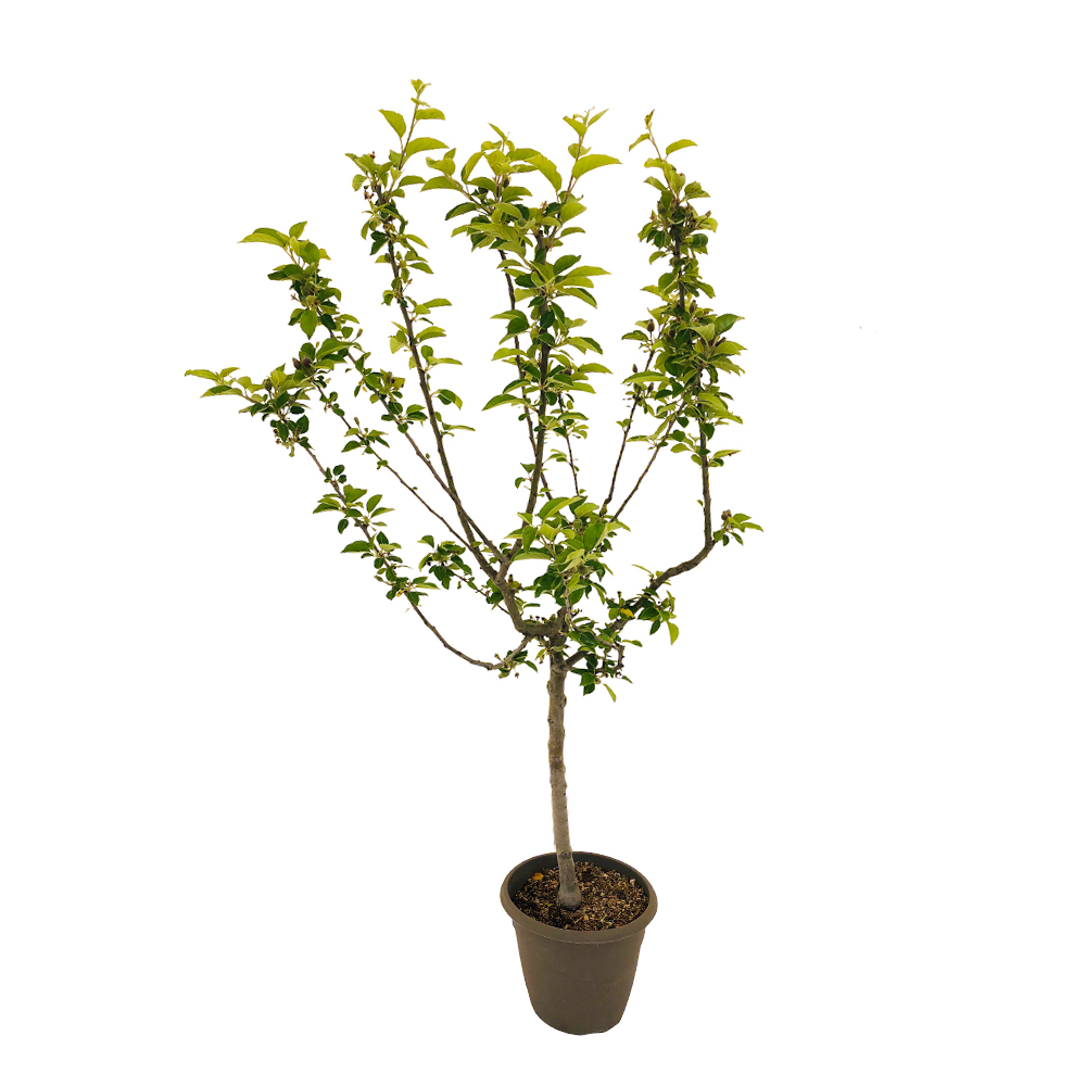 Pommier Api Rose Déco pot 10L