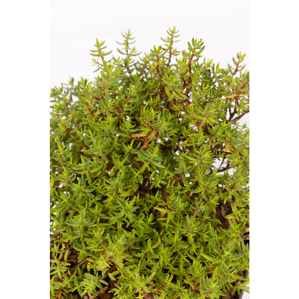 Crassula sarcocaulis - Pot 3L