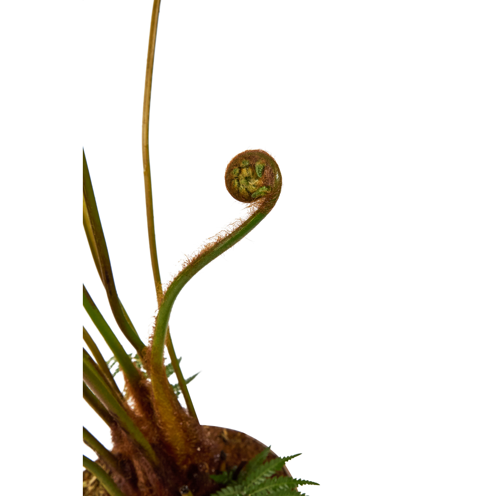 Dicksonia antartica : pot 7L