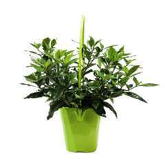 Gardenia 'Pinwheel '  pot 4L
