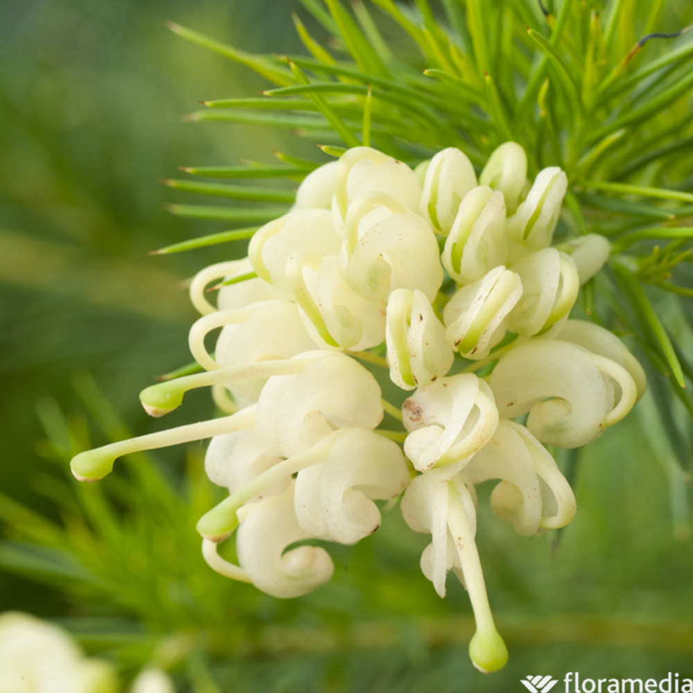 GREVILLEA GRACILIS ALBA 3L MDD-(803382)
