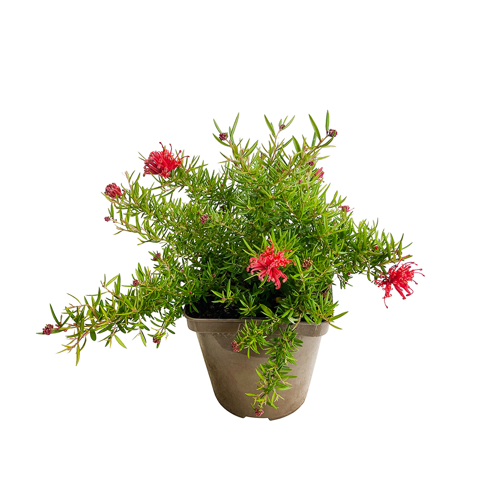 GREVILLEA NEW BLOOD C 3L MDD-(803384)