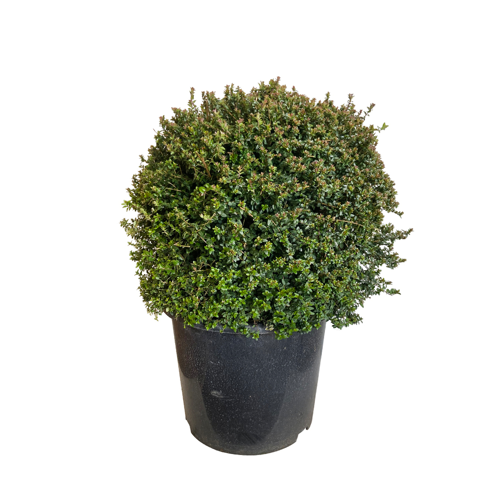 Chèvrefeuille (Lonicera) Nitida : pot 12 litres