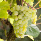 Plants de Vigne 'Seyval Blanc' - pot de 1.5 litres