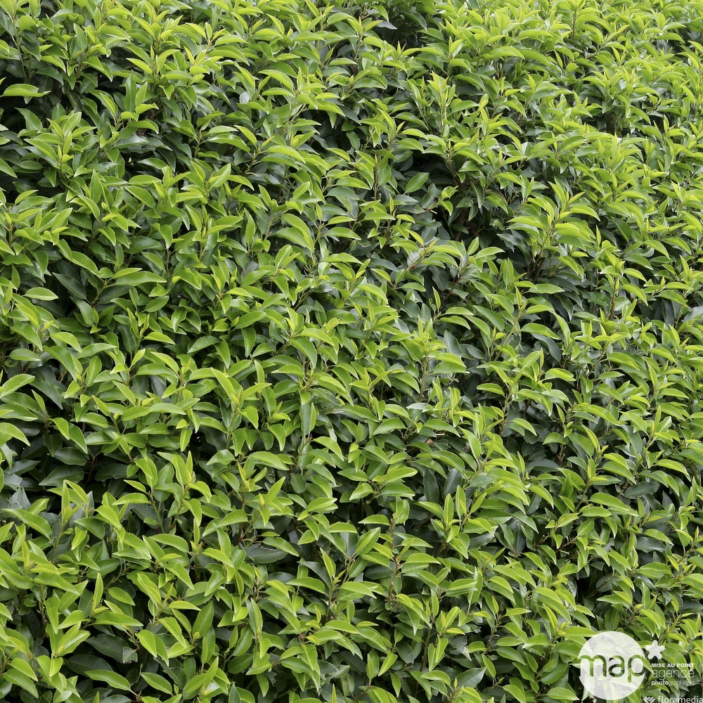 Prunus lusitanica 'Angustifolia': Hauteur 100/125 cm - pot 15 litres 