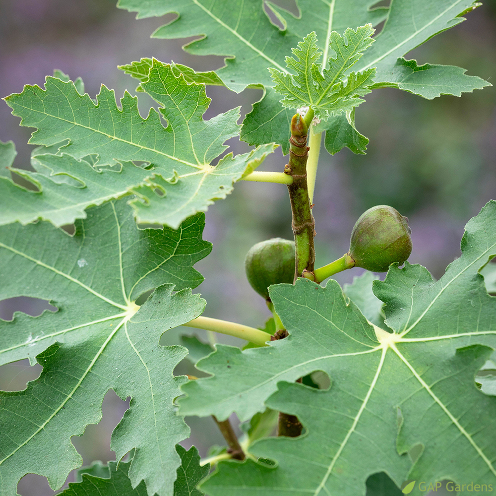 Figuier 'Ice Cristal':MDD pot 10L