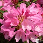 Rhododendron collection varié : pot de 10 L