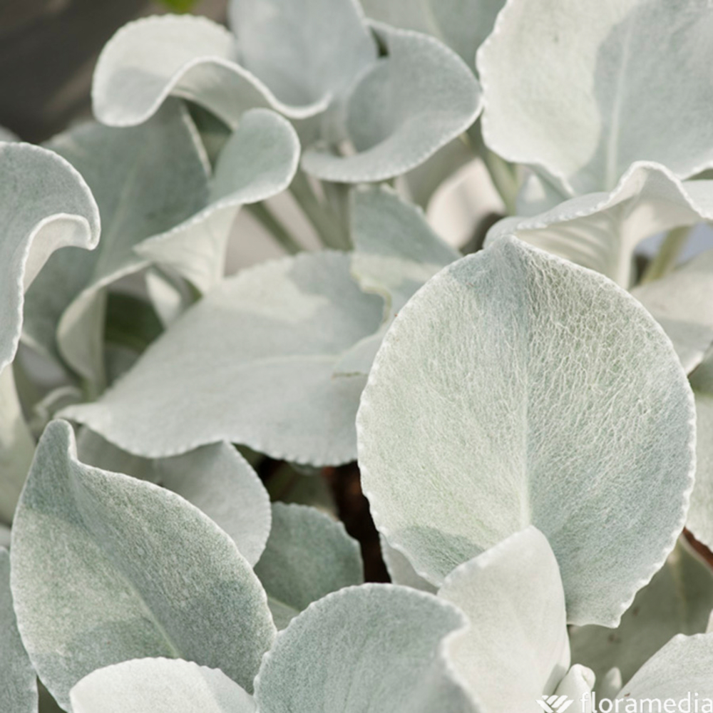SENECIO ANGEL WINGS C 3L-(803710)