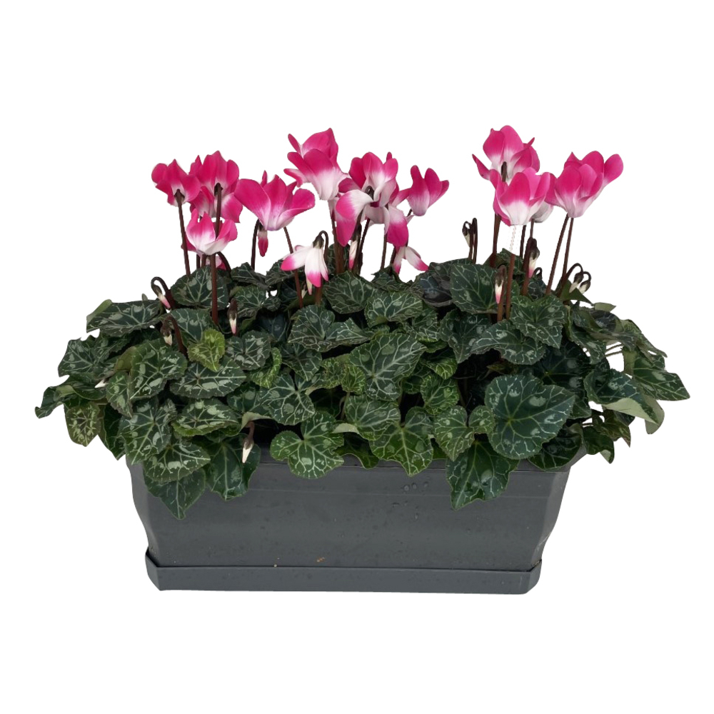 Cyclamen IndiakaÂ® JardiniÃšre L40cm