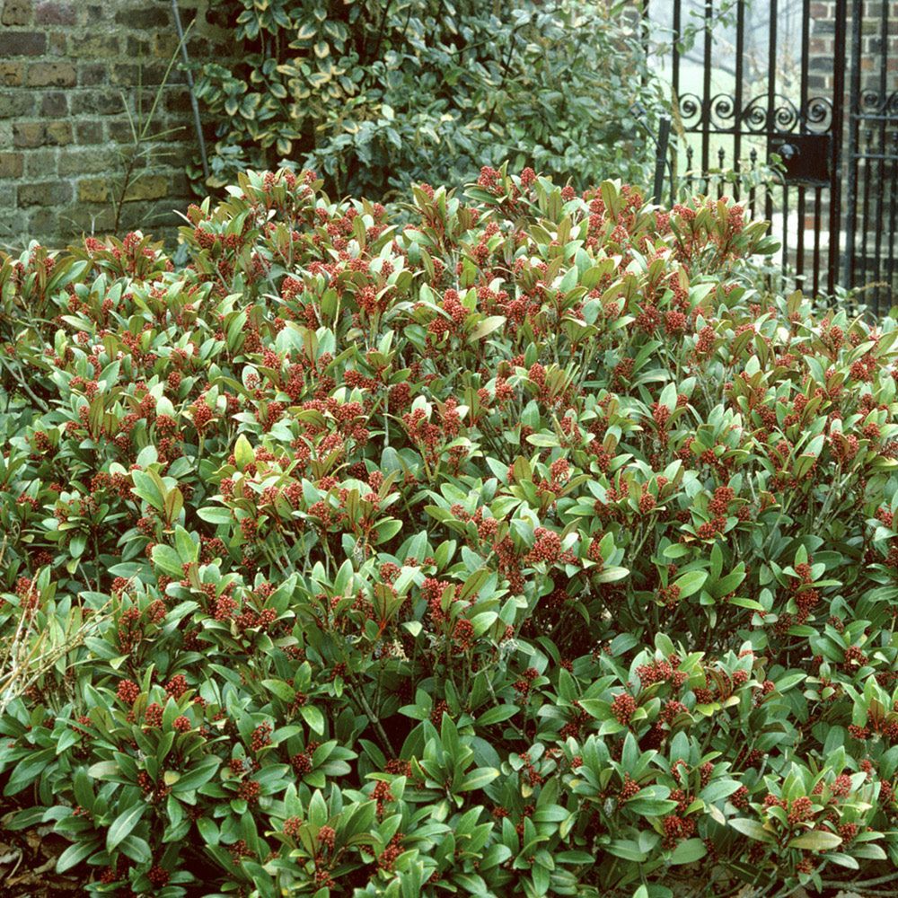 Skimmia Japonica Magic Marlot - Arbuste Persistant à Feuillage Panaché Vert Et Crème, Fleurs Blanches Parfumées Au Printemps