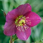 HELLEBORE ICE NROSES RED C 4L-(804459)