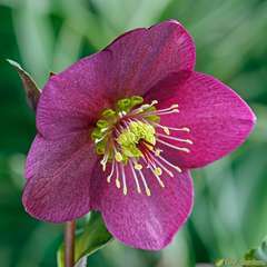 HELLEBORE ICE NROSES RED C 4L-(804459)