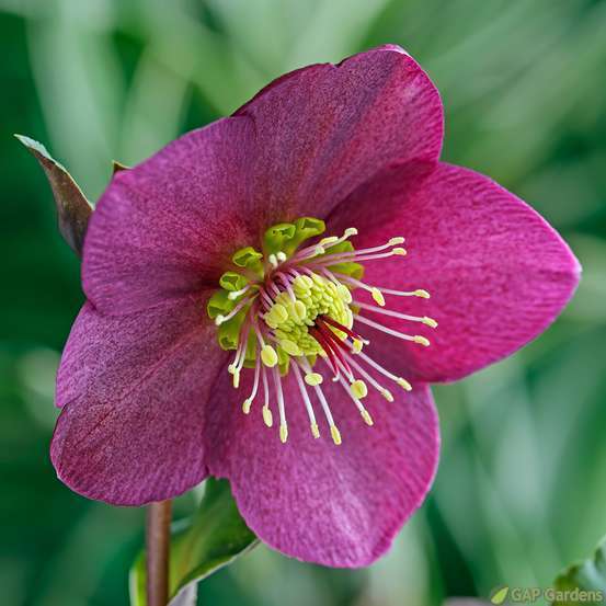 HELLEBORE ICE NROSES RED C 4L-(804459)