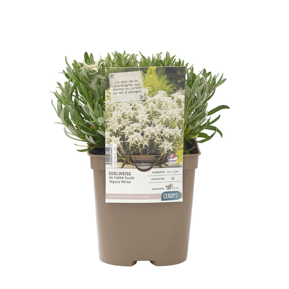 Edelweiss 'Alpina White' : pot 2L