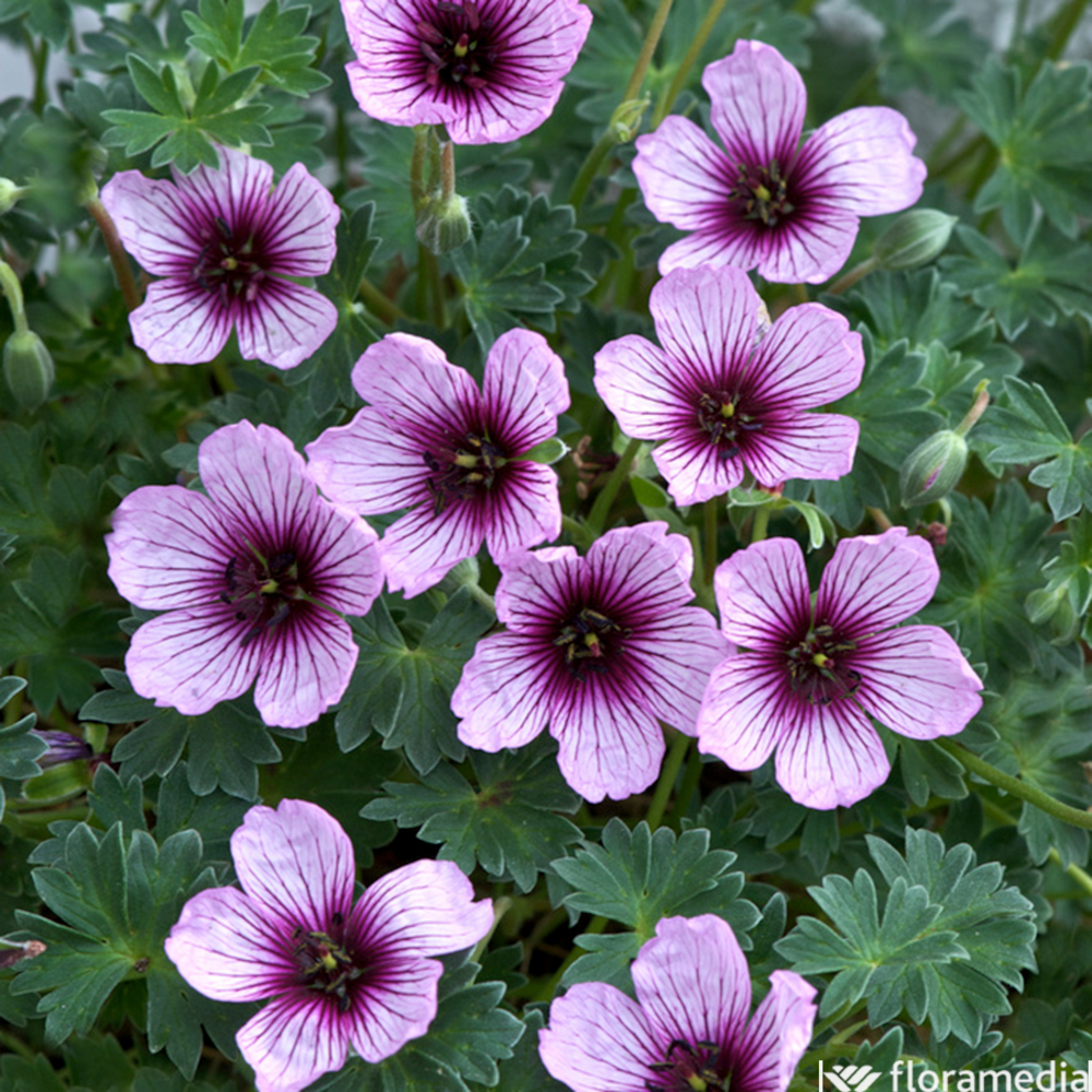 Erodium 'Spanish Eye' Pot 2L