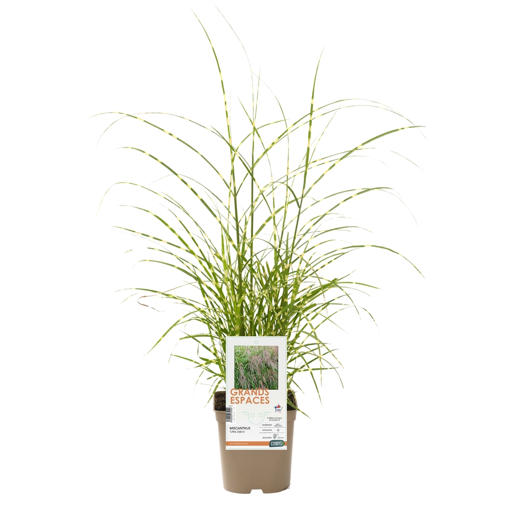 Miscanthus 'Little Zebra'®- Pot 2L
