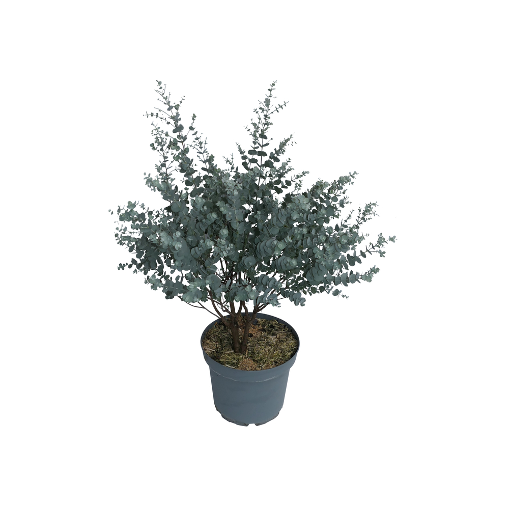 Eucalyptus gunnii 'Azura®' : pot D.7L