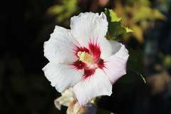 Hibiscus syriacus Pinky Spot® 'Minspot' C 4 litres