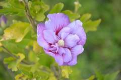 Hibiscus syriacus Blue Chiffon® 'Notwoodthree' C 7,5 litres