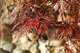 Erable du Japon palmatum Dissectum Garnet C 4 litres
