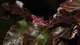 Hêtre commun sylvatica Purpurea C 7,5 litres