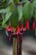Fuchsia x regia reitzii C 4,5 litres
