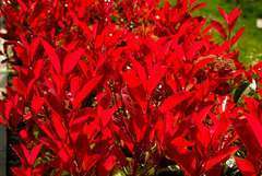 Photinia Red Robin C 5 litres