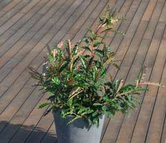 Photinia serratifolia Crunchy® 'Rev100' C 7,5 litres