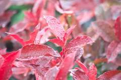 Photinia x fraseri Little Red Robin C 7,5 litres
