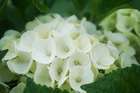 Hortensia macrophylla blanc c 4 litres