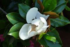Magnolia de Chine soulangeana  C 4 litres