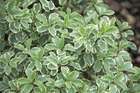 Pittospore à petites feuilles tenuifolium variegatum c 3 litres