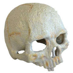 Décoration Crâne Primate Skull Small pour Terrarium