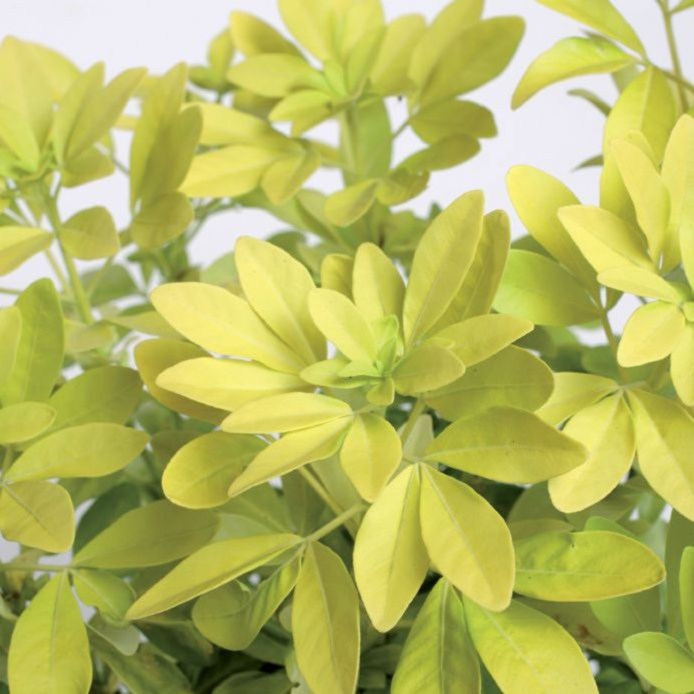 CHOISYA SUNDANCE C 7L MDD-(814615)