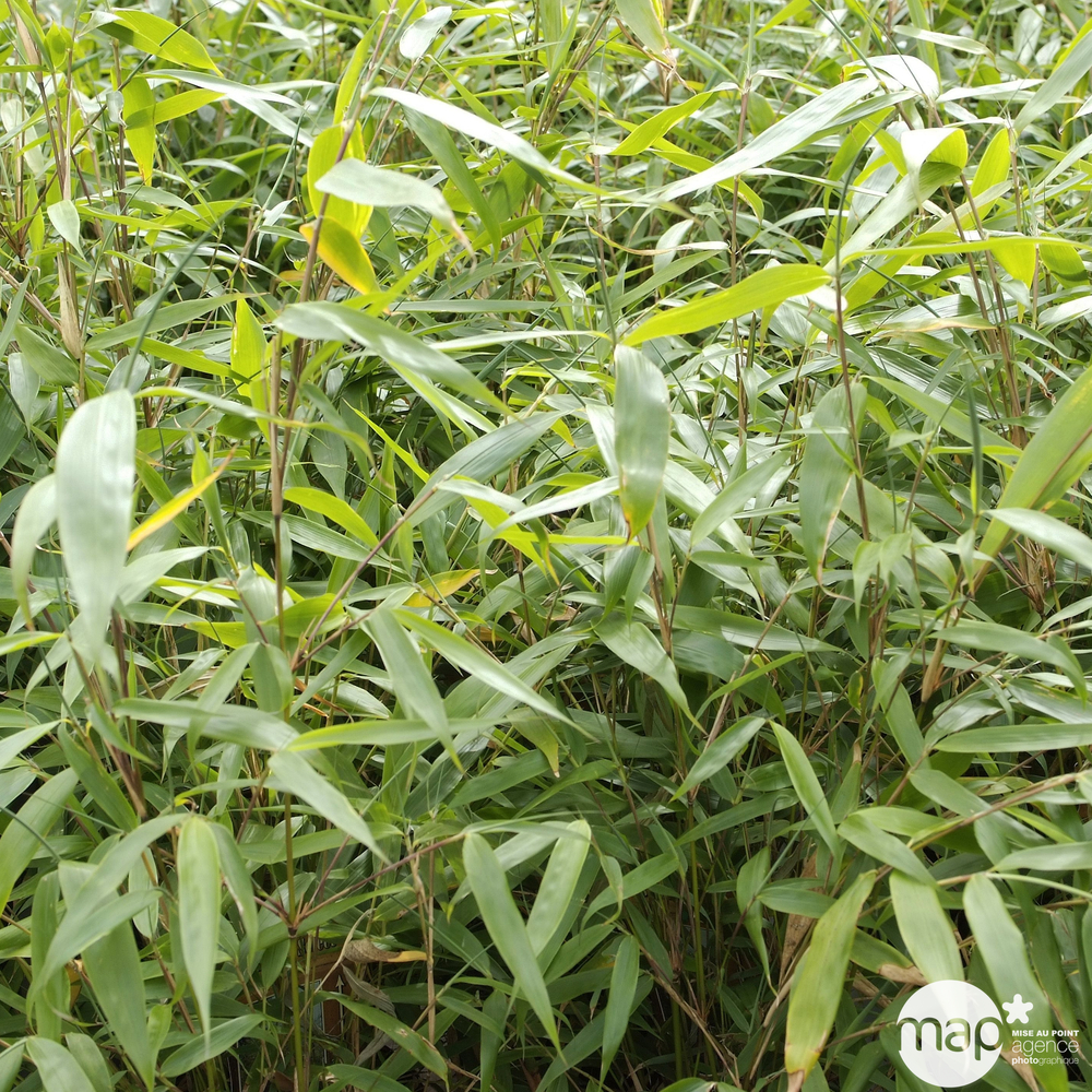 Fargesia Robusta 'Pingwu' C5L