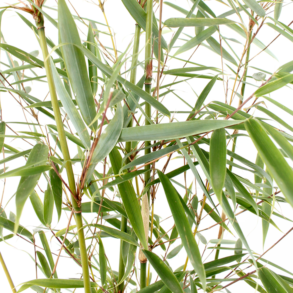 Fargesia robusta 'Campbell':pot 12L