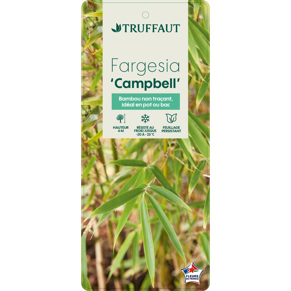 Bambou Fargesia robusta 'Campbell' : pot 24L