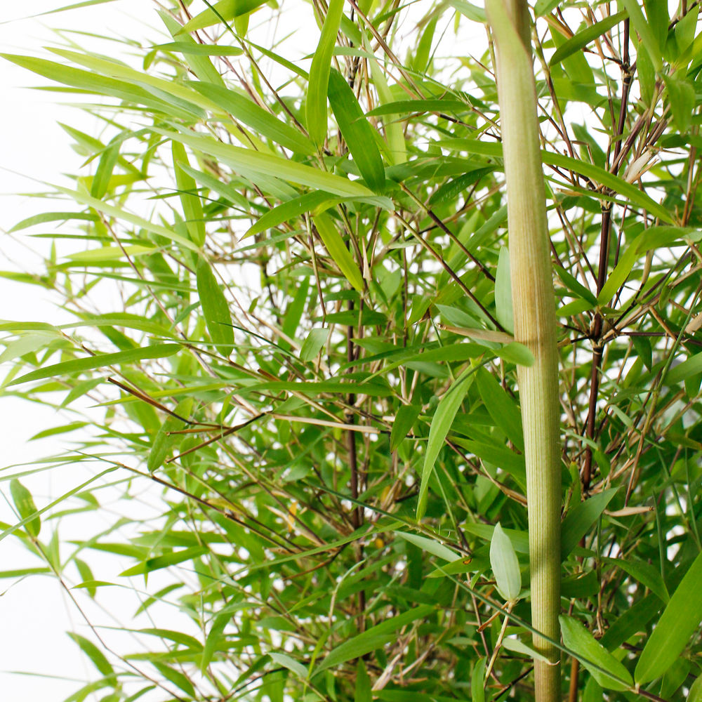 Fargesia angustissima:pot 24L