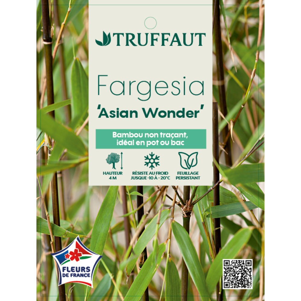 FARGESIA ASIAN WONDER C5L MDD-(814658)