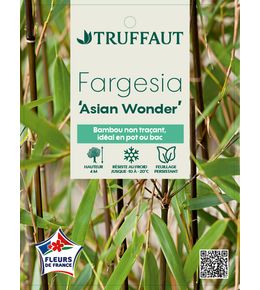 FARGESIA ASIAN WONDER C5L MDD-(814658)