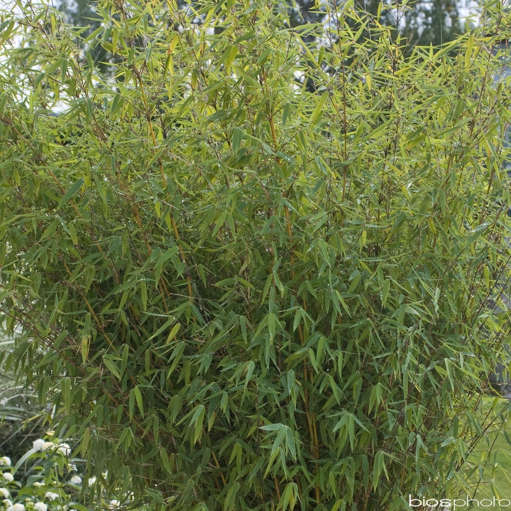 Fargesia Angustissima JardiniÃšre : C30L