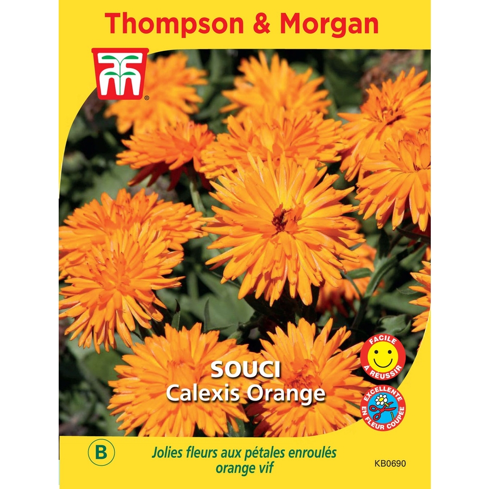 SOUCI CALEXIS ORANGE-(814729)