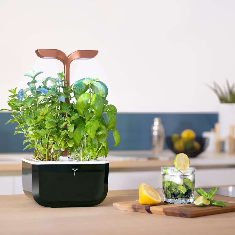 Potager d'intérieur 'Exky® Smart' - Copper