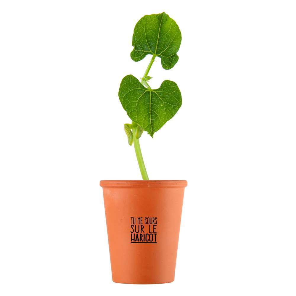 Kit Tu me cours sur le harciot graines de haricot