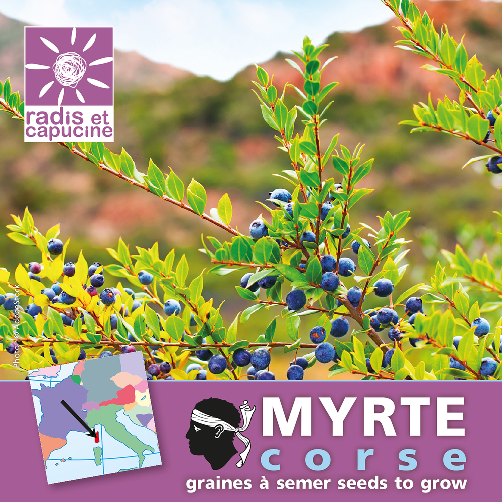 SACHETS GRAINES MYRTE-(814927)